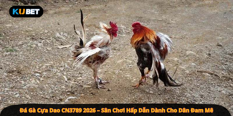 Đá Gà Cựa Dao CN3789 2026 – Sân Chơi Hấp Dẫn Dành Cho Dân Đam Mê